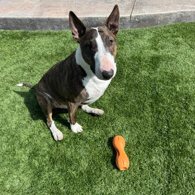 Pet safe turf cleaning and deodorizing